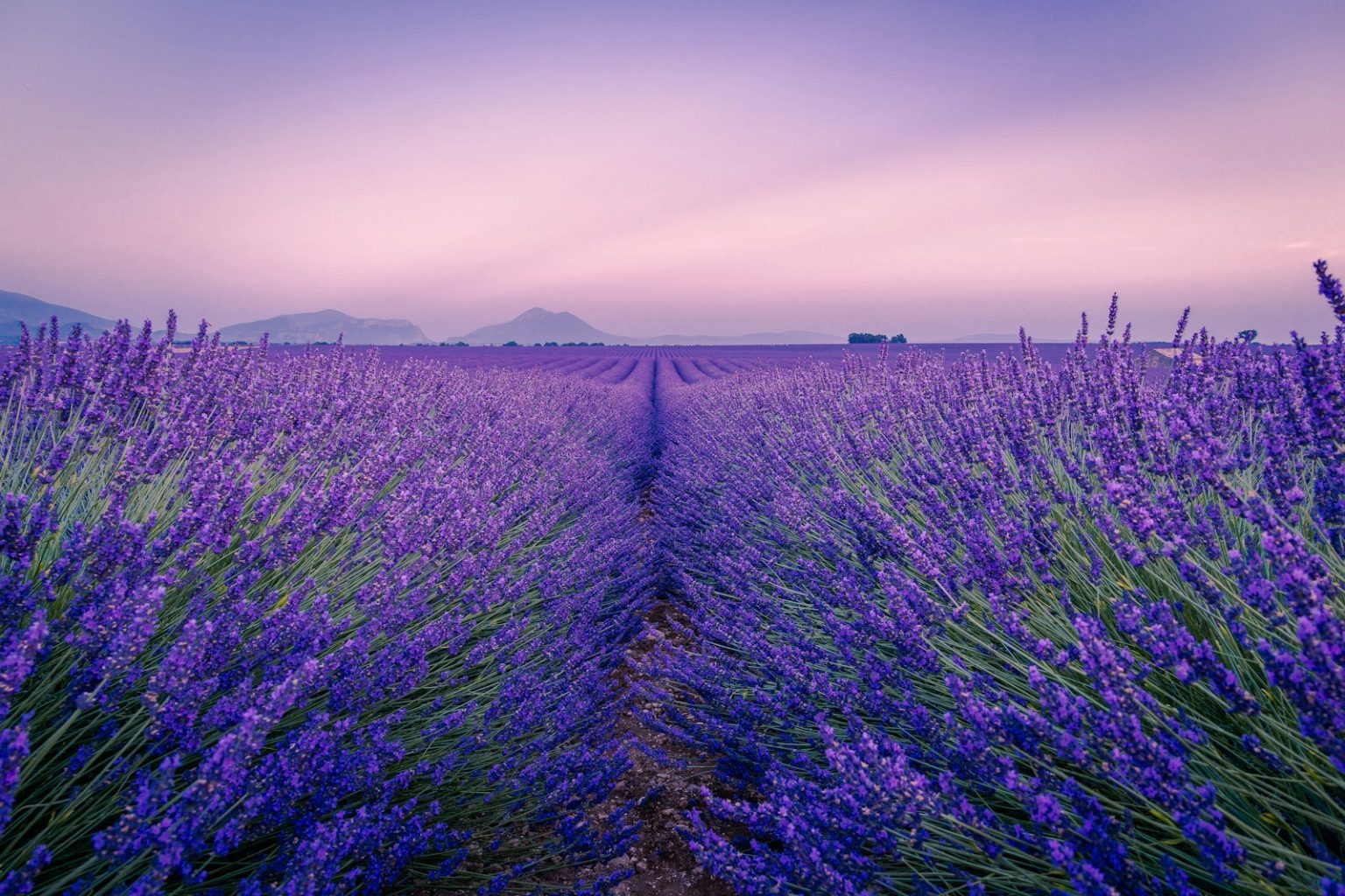 Plantacja lawendy – czy to opłacalny biznes? Koszty, zyski i opinie purple flower field under white sky during daytime