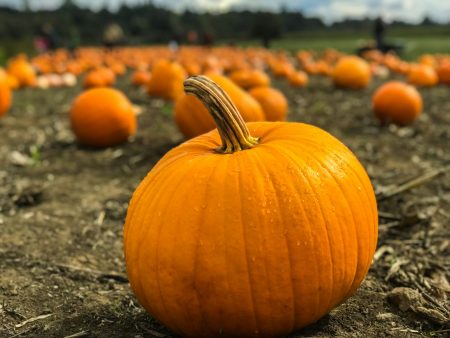Ile dyni można zebrać z hektara? Opłacalność uprawy i potencjalne zyski orange pumpkins on gray field near green grassland at daytime selective focus photography
